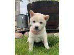 Shiba Inu Puppy for sale in Geneva, IL, USA