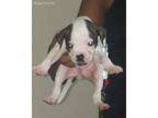 American Bulldog Puppy for sale in Gary, IN, USA