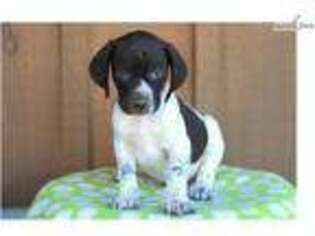 German Shorthaired Pointer Puppy for sale in Lancaster, PA, USA