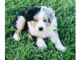 Australian Shepherd Puppy for sale in Bellville, TX, USA