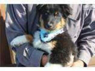 Australian Shepherd Puppy for sale in Fort Worth, TX, USA