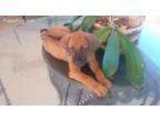 Rhodesian Ridgeback Puppy for sale in Fort Myers, FL, USA