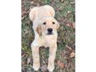 Golden Retriever Puppy for sale in Chattanooga, TN, USA