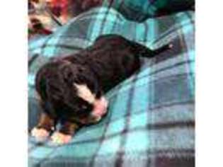 Bernese Mountain Dog Puppy for sale in Beaverton, MI, USA