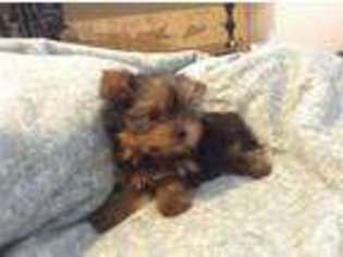 Yorkshire Terrier Puppy for sale in WAYLAND, MI, USA