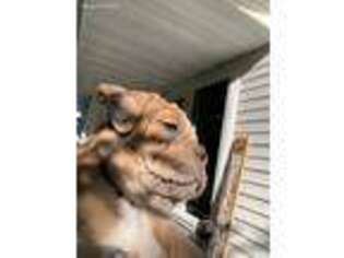 Olde English Bulldogge Puppy for sale in Hillsboro, ND, USA