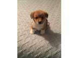 Pembroke Welsh Corgi Puppy for sale in Powder Springs, GA, USA