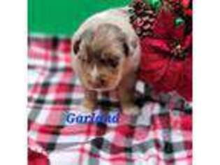 Australian Shepherd Puppy for sale in Boonville, NC, USA