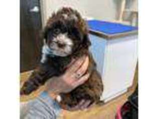 Shih-Poo Puppy for sale in Garner, NC, USA
