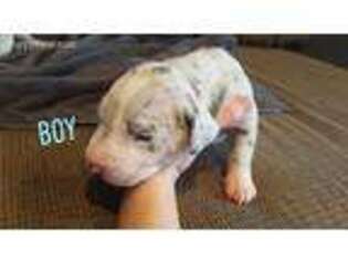 Great Dane Puppy for sale in Boise, ID, USA