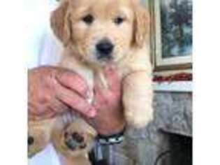 Golden Retriever Puppy for sale in Rancho Palos Verdes, CA, USA