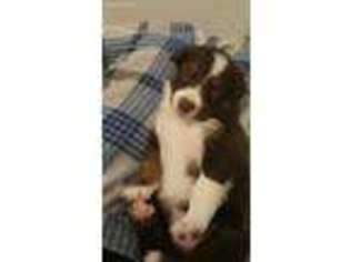 Border Collie Puppy for sale in Rhinelander, WI, USA