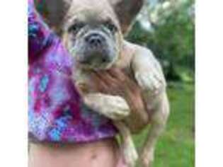 French Bulldog Puppy for sale in Lincoln, AL, USA