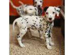 Dalmatian Puppy for sale in San Antonio, TX, USA
