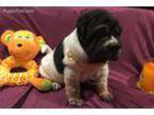 Mutt Puppy for sale in Gwinner, ND, USA