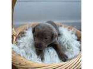 Labrador Retriever Puppy for sale in Rumford, ME, USA