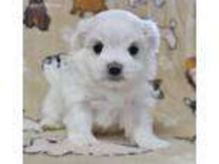Maltese Puppy for sale in Sylvania, GA, USA