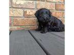 Labradoodle Puppy for sale in Walhonding, OH, USA