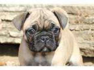 Pug Puppy for sale in Goshen, IN, USA