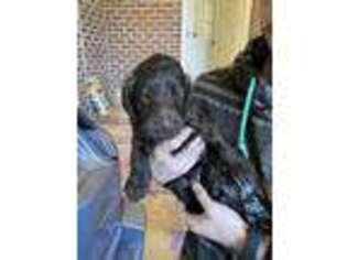Labradoodle Puppy for sale in Kinston, NC, USA