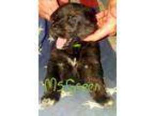 German Shepherd Dog Puppy for sale in Pleasant Prairie, WI, USA