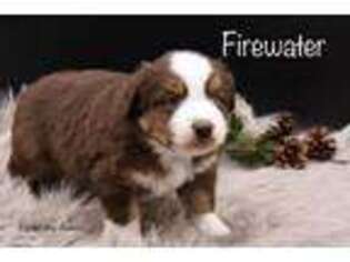 Miniature Australian Shepherd Puppy for sale in Lancaster, MN, USA