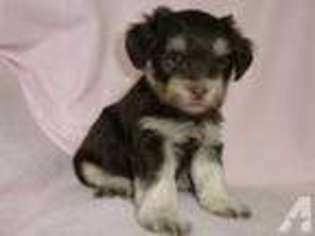 Mutt Puppy for sale in BONITA, CA, USA