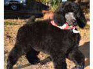 Mutt Puppy for sale in Paradise, CA, USA