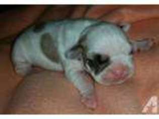 French Bulldog Puppy for sale in CEDAR RAPIDS, IA, USA