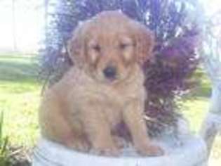 Golden Retriever Puppy for sale in Madison Heights, MI, USA