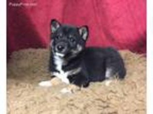 Shiba Inu Puppy for sale in Garrison, MO, USA