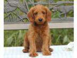 Labradoodle Puppy for sale in Lancaster, MN, USA