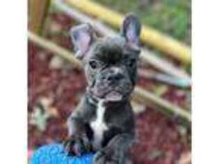 French Bulldog Puppy for sale in Fruitland, MD, USA
