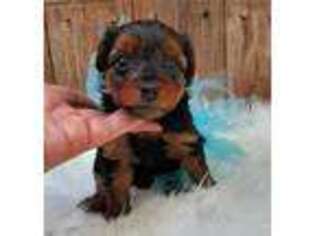 Yorkshire Terrier Puppy for sale in Carthage, TX, USA