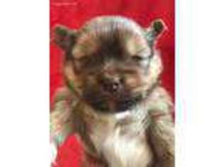 Shorkie Tzu Puppy for sale in Weaubleau, MO, USA