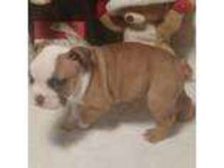 Bulldog Puppy for sale in Nowata, OK, USA