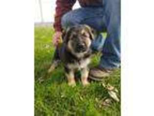 German Shepherd Dog Puppy for sale in Newmanstown, PA, USA