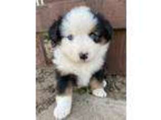 Miniature Australian Shepherd Puppy for sale in Centerville, WA, USA