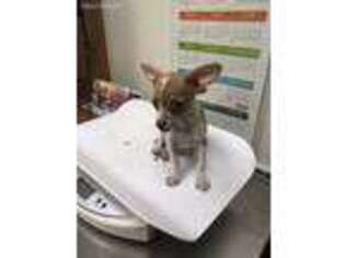 Chihuahua Puppy for sale in Denver, CO, USA