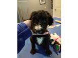Mutt Puppy for sale in Batavia, OH, USA