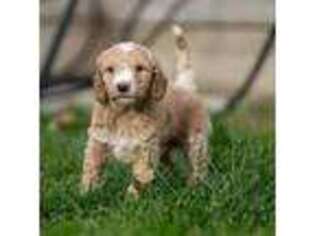 Goldendoodle Puppy for sale in Sandusky, OH, USA