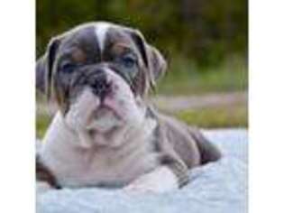 Bulldog Puppy for sale in Anderson, MO, USA