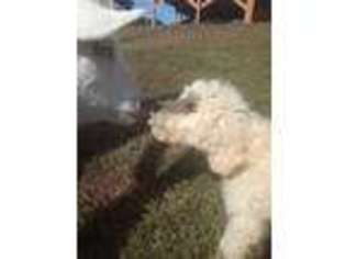 Goldendoodle Puppy for sale in Honea Path, SC, USA