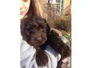 Australian Labradoodle Puppy for sale in OLYMPIA, WA, USA