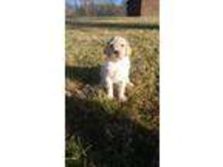 Goldendoodle Puppy for sale in Corryton, TN, USA