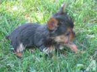 Yorkshire Terrier Puppy for sale in BURLINGTON, IA, USA
