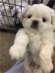Mutt Puppy for sale in MISSION VIEJO, CA, USA