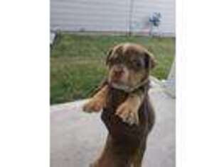 American Bulldog Puppy for sale in Katy, TX, USA