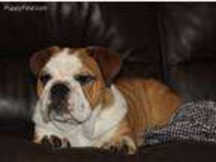 Bulldog Puppy for sale in Butler, IN, USA