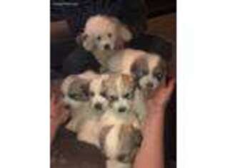 Great Pyrenees Puppy for sale in Jud, ND, USA